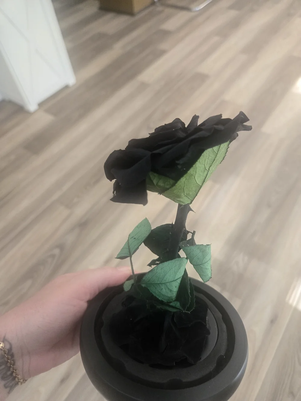 Black Preserved Rose in Decorative Dome - Home Accents